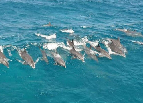 Snorkeling Do Domu Delfinów