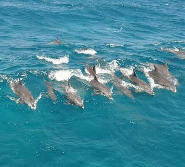 Snorkeling Do Domu Delfinów