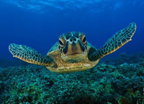 Hurghada, Sharm el-Sheikh, Marsa Alam czy Kair? Porównanie regionów turystycznych w Egipcie – który wybrać i dlaczego?