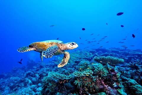 Najlepsze wycieczki z Hurghady – morze, pustynia i historia