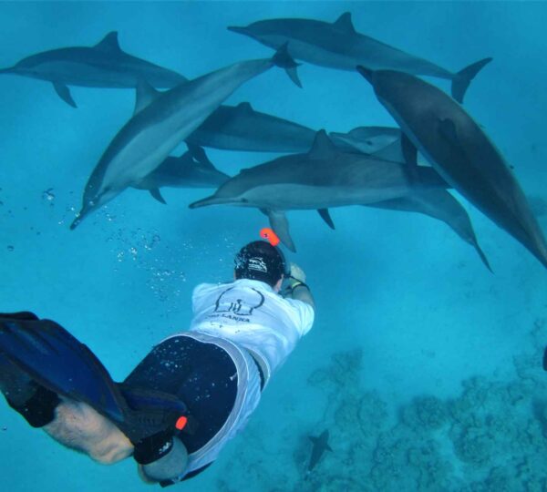 Dom Delfinów (Sataya)