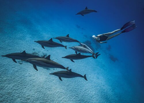 Dom Delfinów (Samadai)