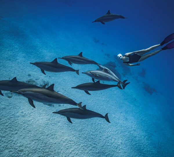 Dom Delfinów (Samadai)