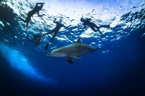 Snorkeling do Domu Delfinów w Hurghadzie – niezapomniana przygoda z naturą