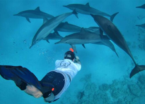 Dom Delfinów (Sataya)