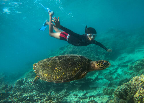 Marsa Mubarak (Żółwie i krowa morska) + Nurkowanie