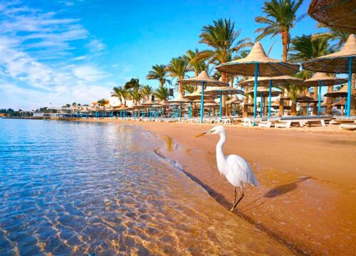 Egipt dla ciekawych świata – jak wycieczki pokazują więcej niż zwykłe wakacje